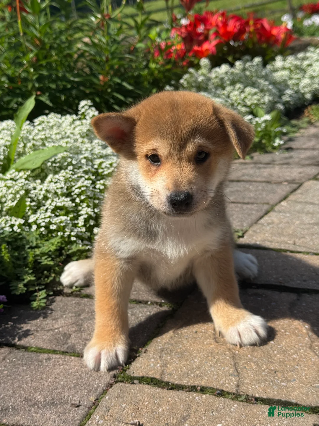 Shiba Inu dogs for sale: Indio - Ad 5