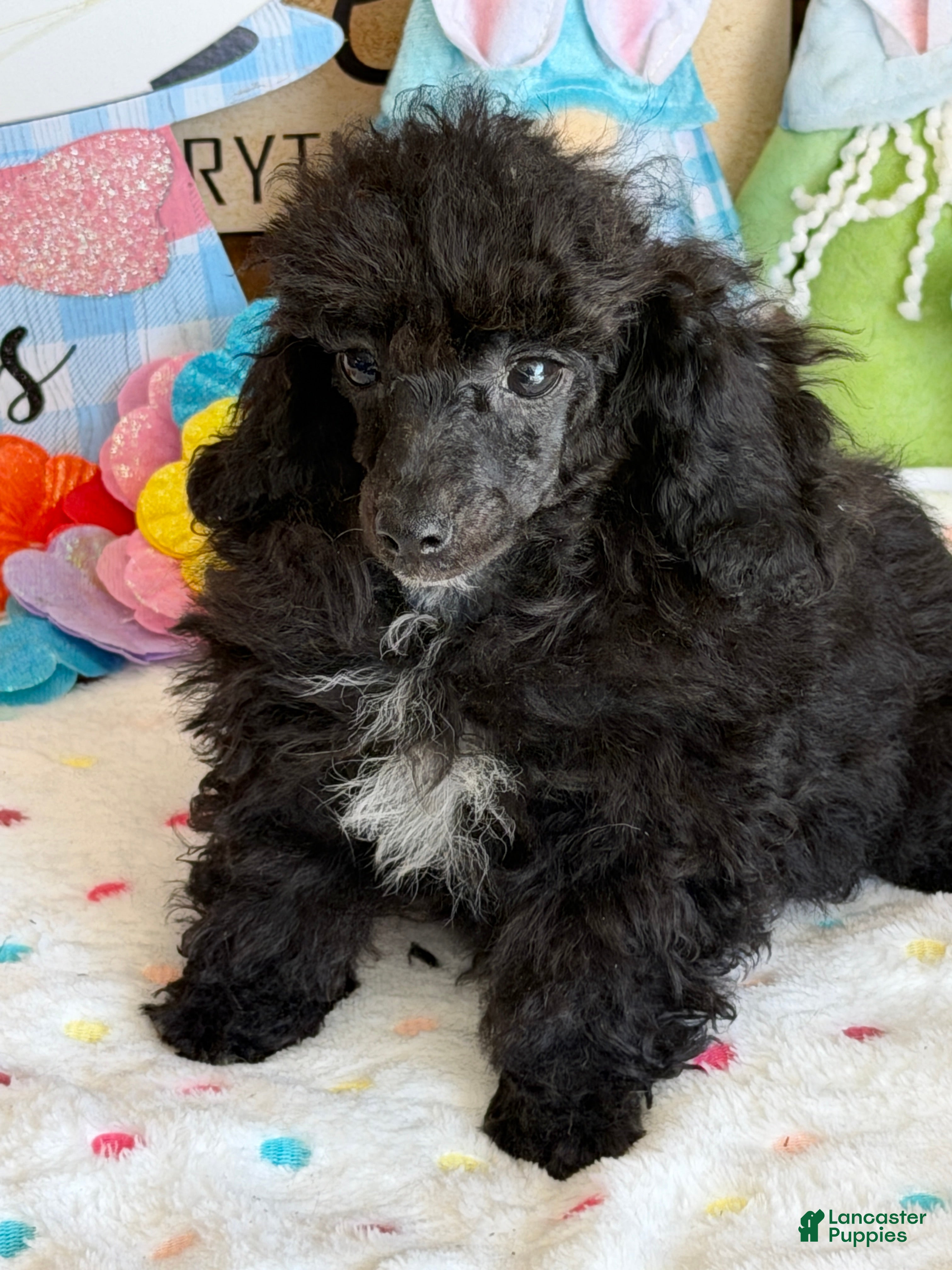 Toy Poodle dogs Raven - Ad 8