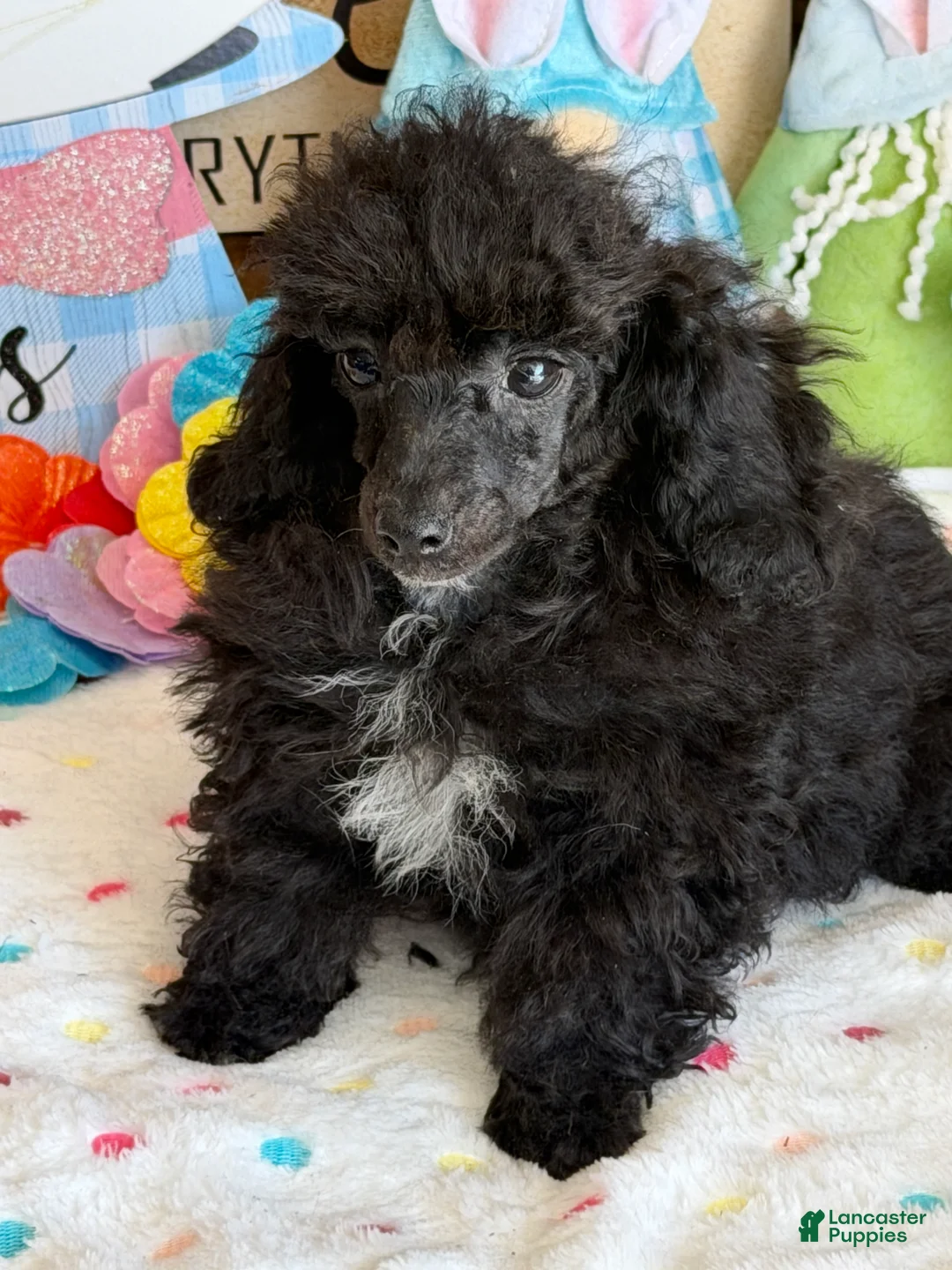 Toy Poodle dogs for sale: Raven - Ad 1