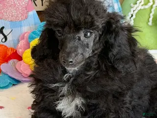 Toy Poodle dogs Raven - Ad 8