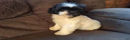 Teddy Bear dogs for sale: Rosie - Ad 3