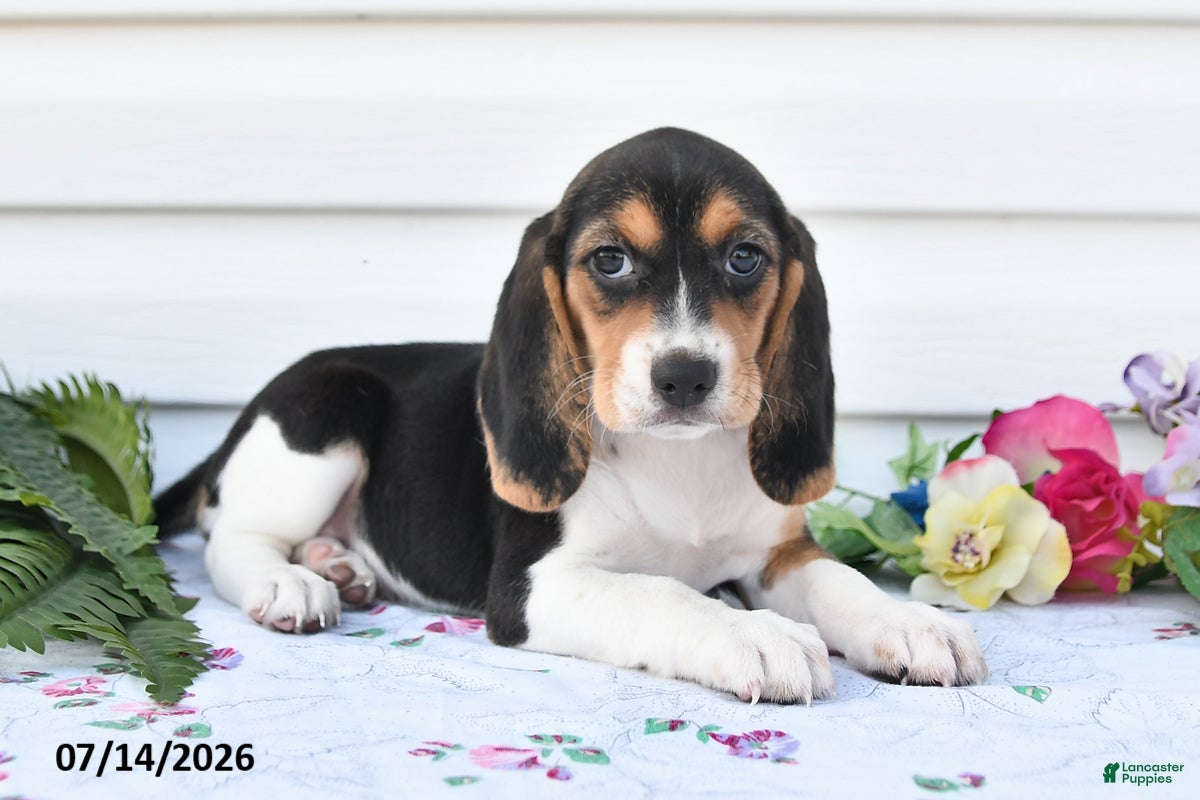 Beagle dogs Amy - Ad 1