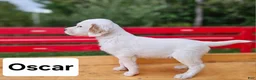 English Setter dogs for sale: Oscar - Ad 5