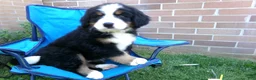 Bernese Mountain Dog dogs for sale: Tea Cup - Ad 8
