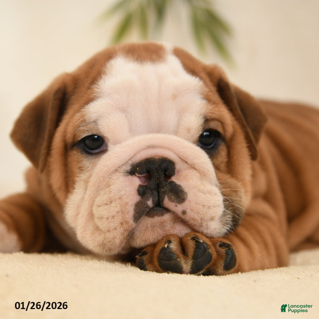 English Bulldog dogs for sale: Bruno - Ad 2