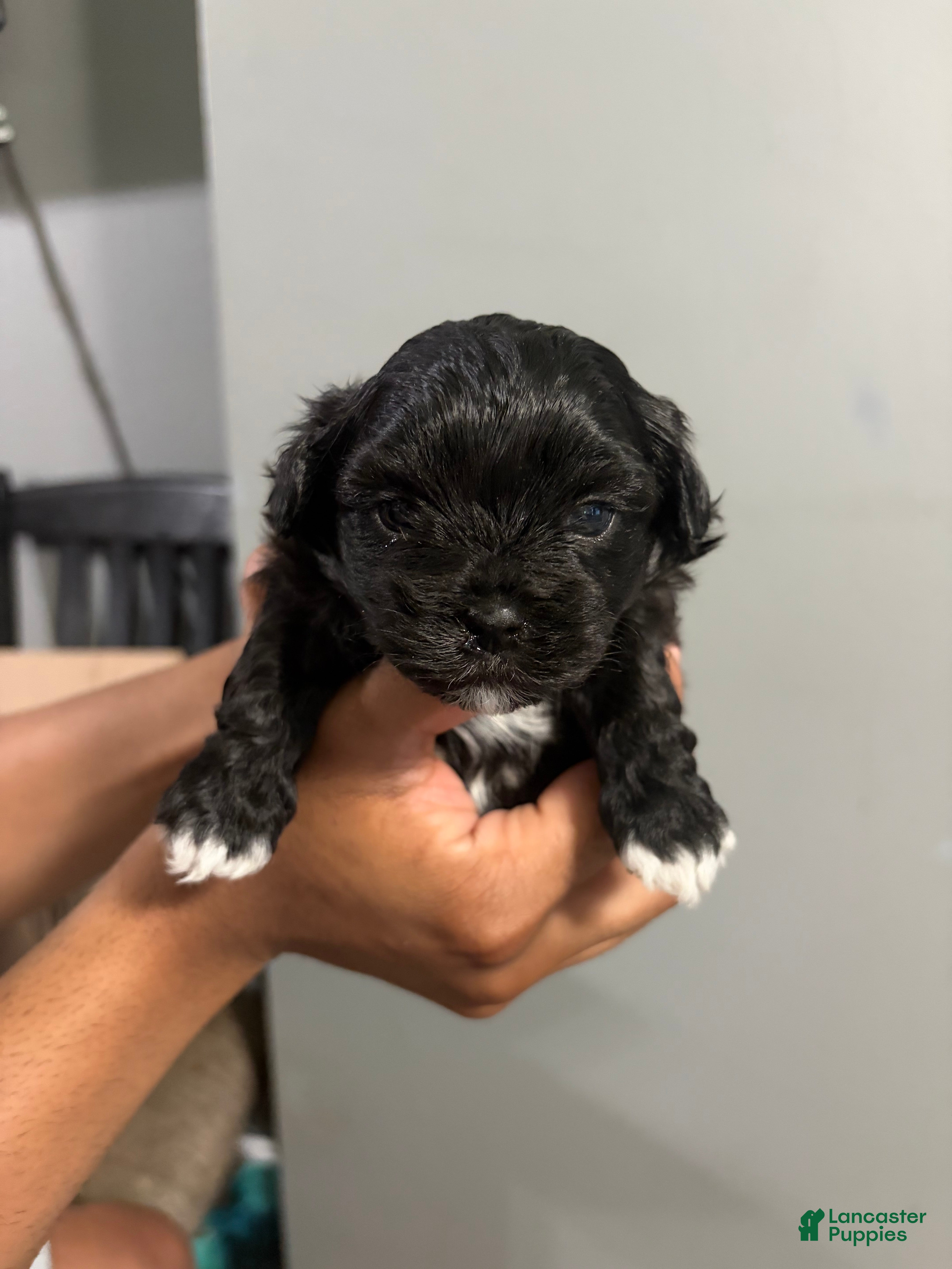 Shih Tzu dogs Cookie - Ad 2
