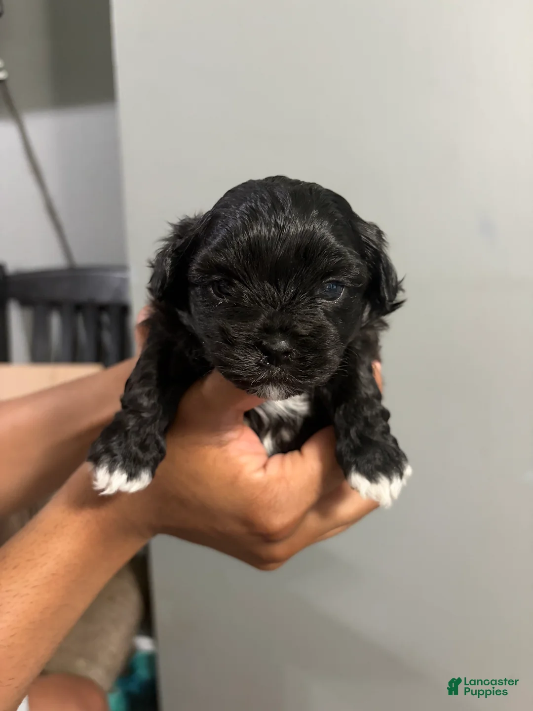 Shih Tzu dogs for sale: Cookie - Ad 2