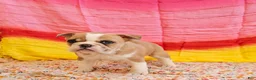 Mixed Breed dogs for sale: Gold Star Girl - Ad 6