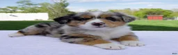 Australian Shepherd dogs for sale: Penny - Ad 7