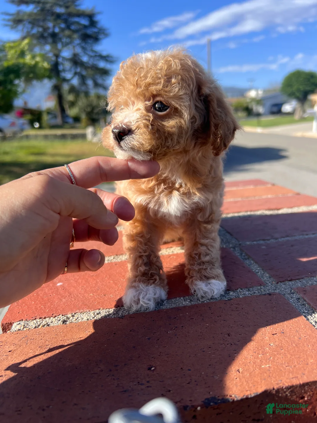 Toy Poodle dogs for sale: Toy Poodle Puppy 3 - Ad 1