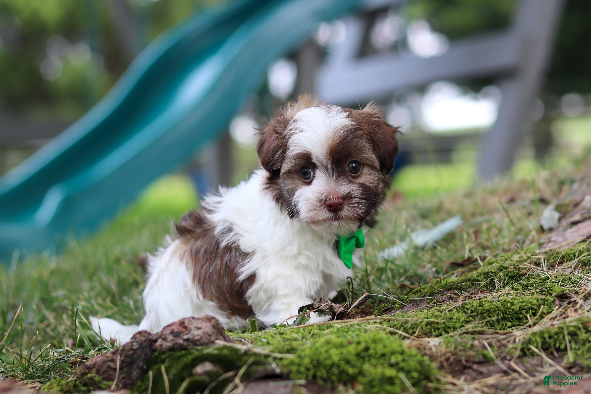 Havanese dogs Alex - Ad 2