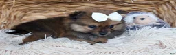 Pomeranian dogs for sale: Flynn  - Ad 10