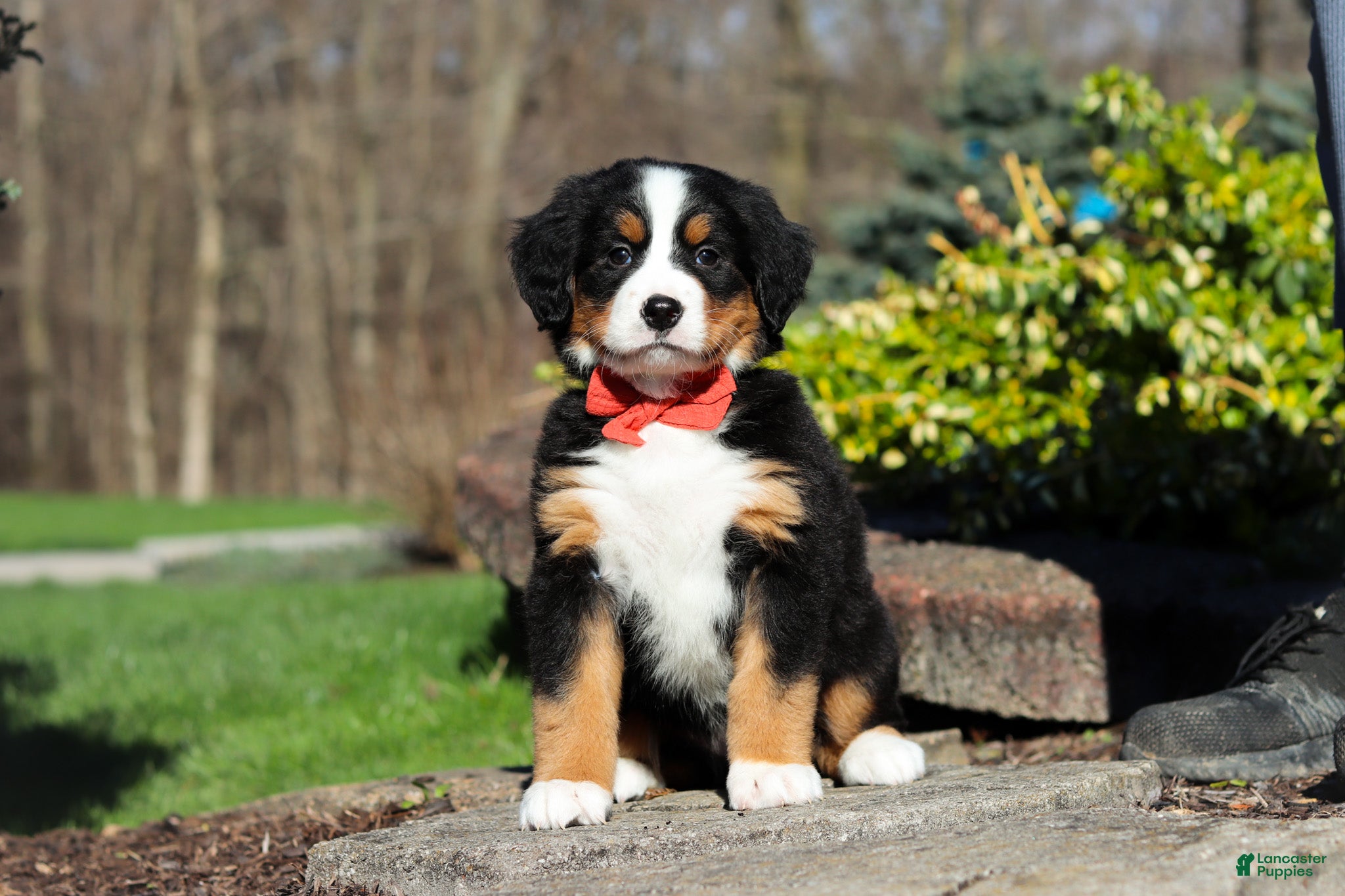 Bernese Mountain Dog dogs Nala - Ad 1