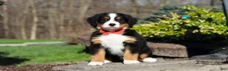 Bernese Mountain Dog dogs for sale: Nala - Ad 1