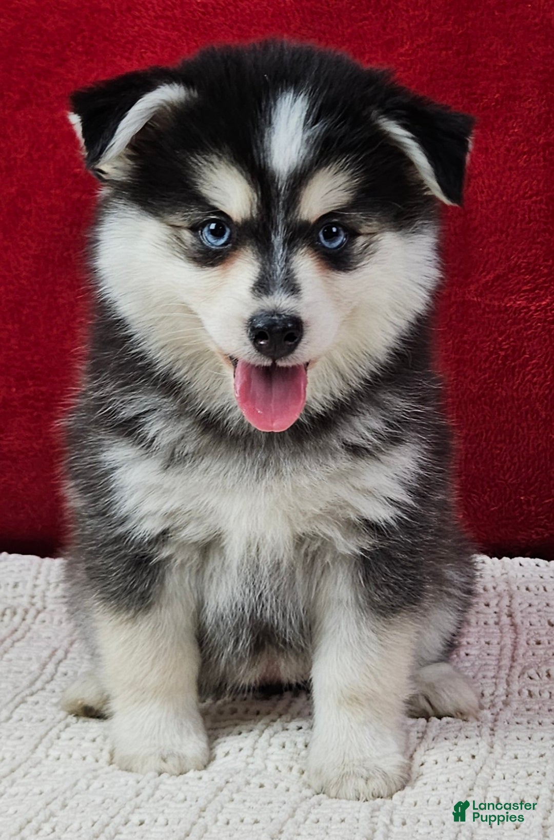 Pomsky dogs for sale: Trixie  - Ad 1