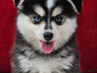 Pomsky dogs Trixie - Ad 10