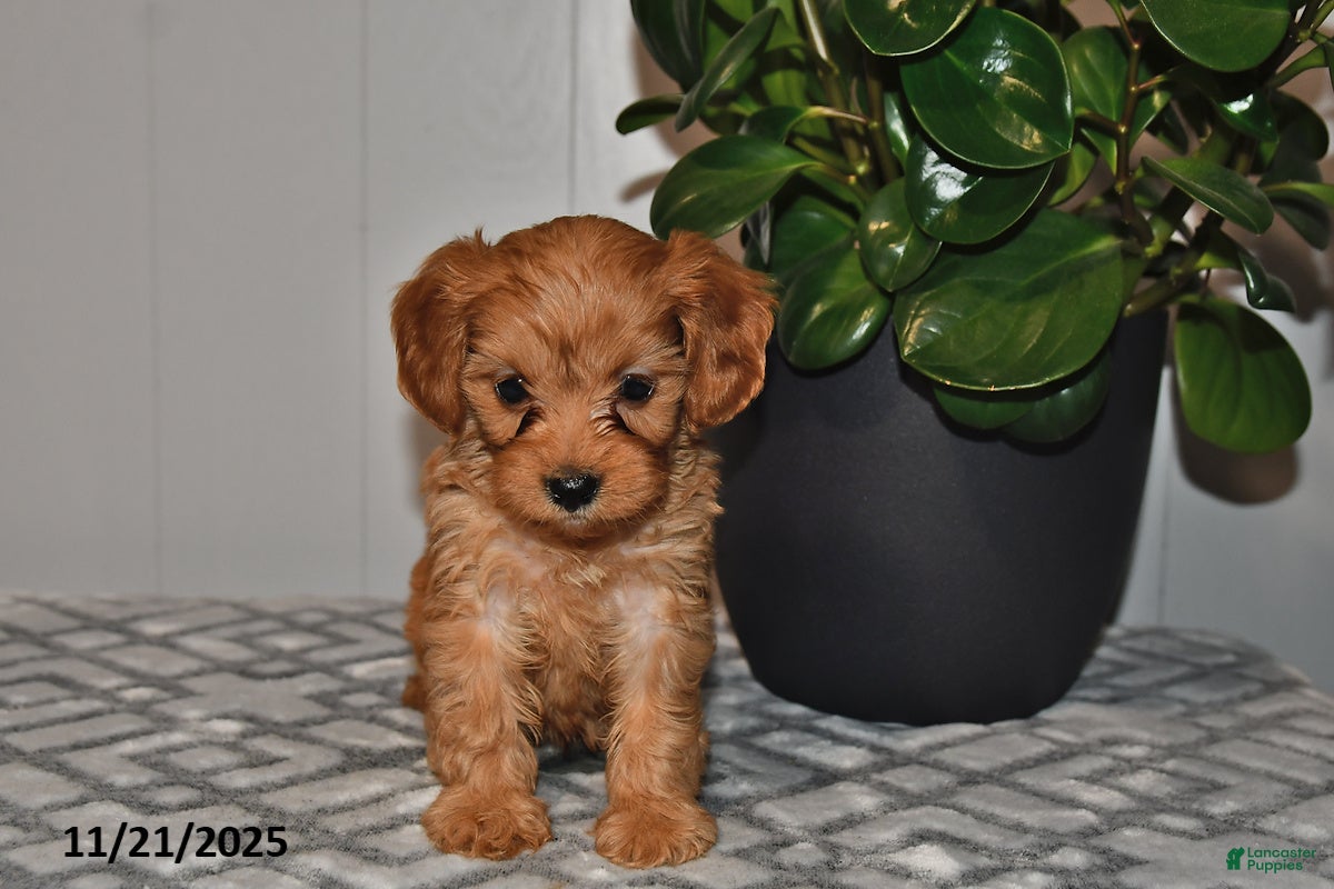 Cavapoo dogs Sadie - Ad 1
