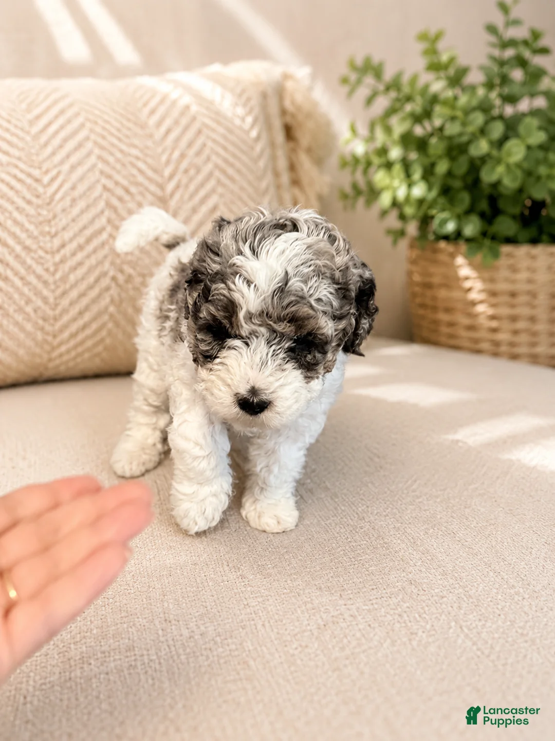 Shihpoo dogs for sale: Parti Female Shihpoo Puppy Available - Ad 2