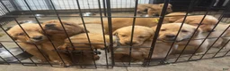 Golden Retriever dogs for sale: Orange Golden Retriever 6 - Ad 7