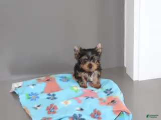 Yorkshire Terrier dogs for sale: Peanut - Ad 4