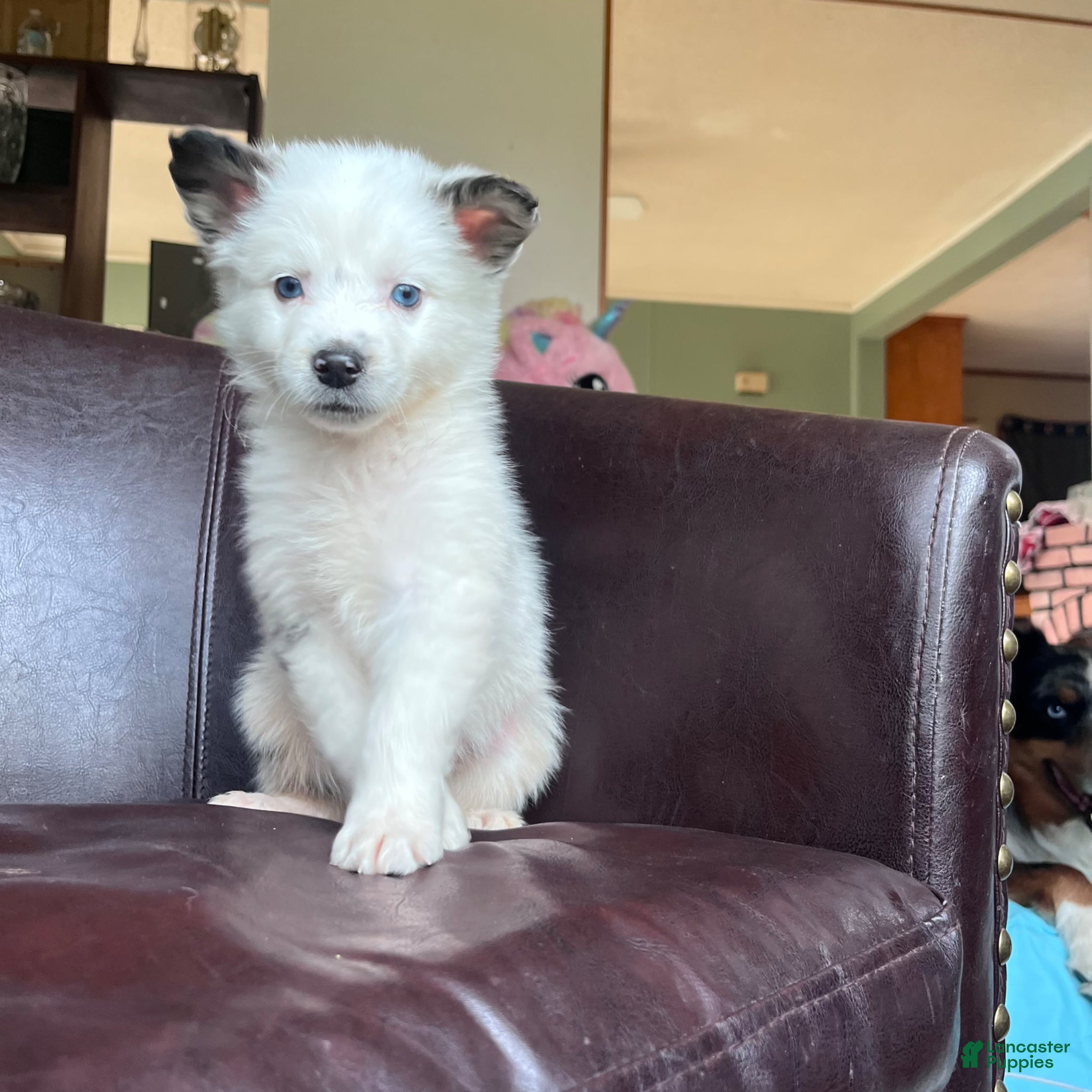 Australian Shepherd dogs Australian Shepherd Puppy 2 - Ad 17