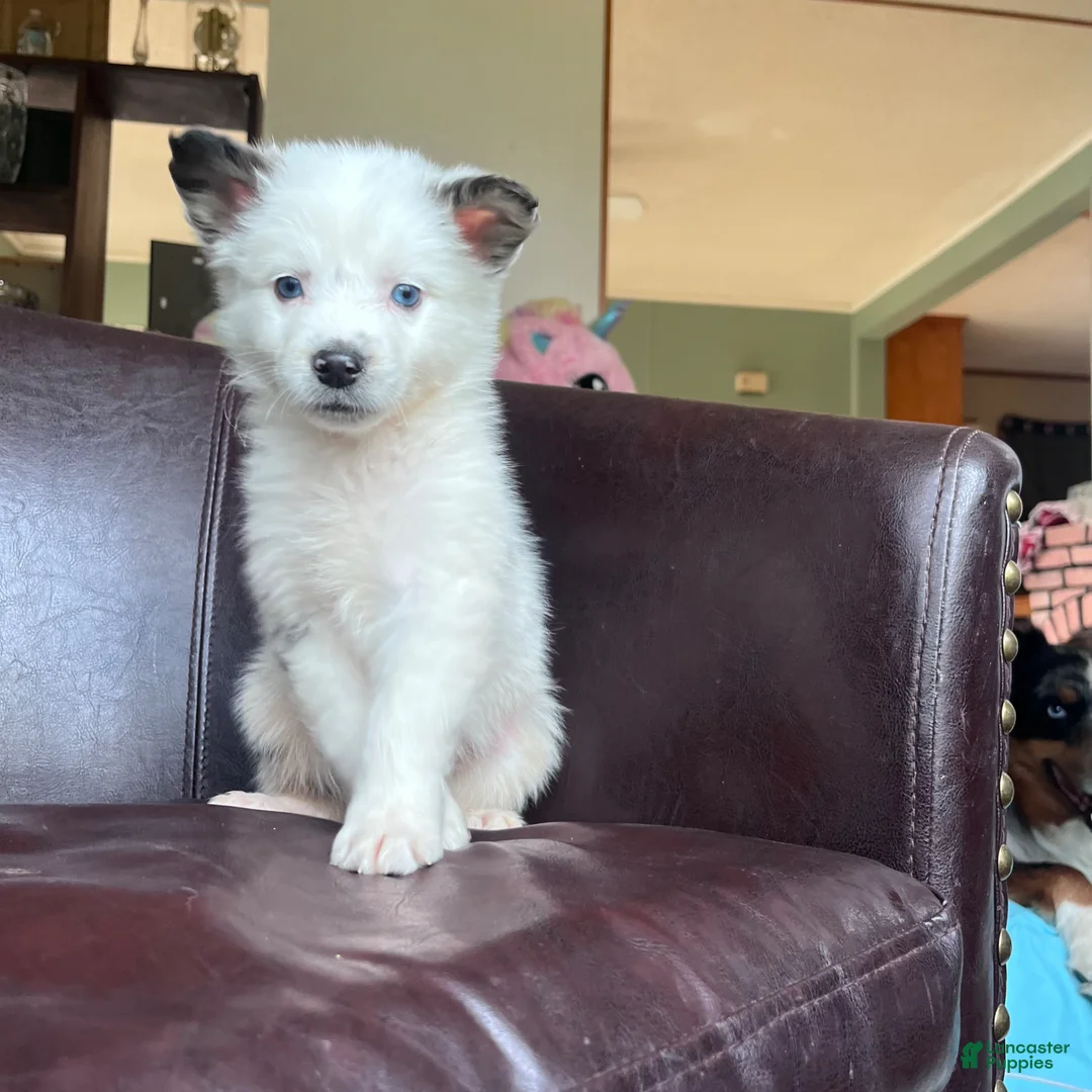 Australian Shepherd dogs for sale: Australian Shepherd Puppy 2 - Ad 1