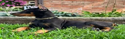 Doberman Pinscher dogs for sale: Ankor - Ad 3