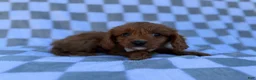 Cavapoo dogs for sale: Nash - Ad 8