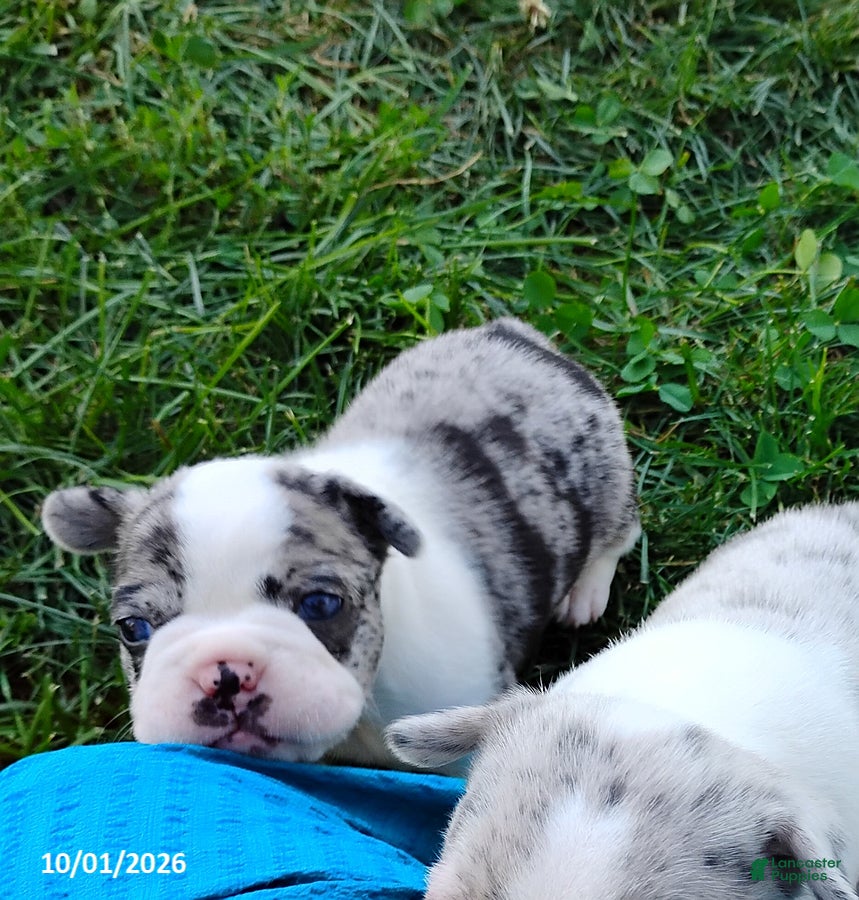 Boston Terrier dogs Rosalie - Ad 2