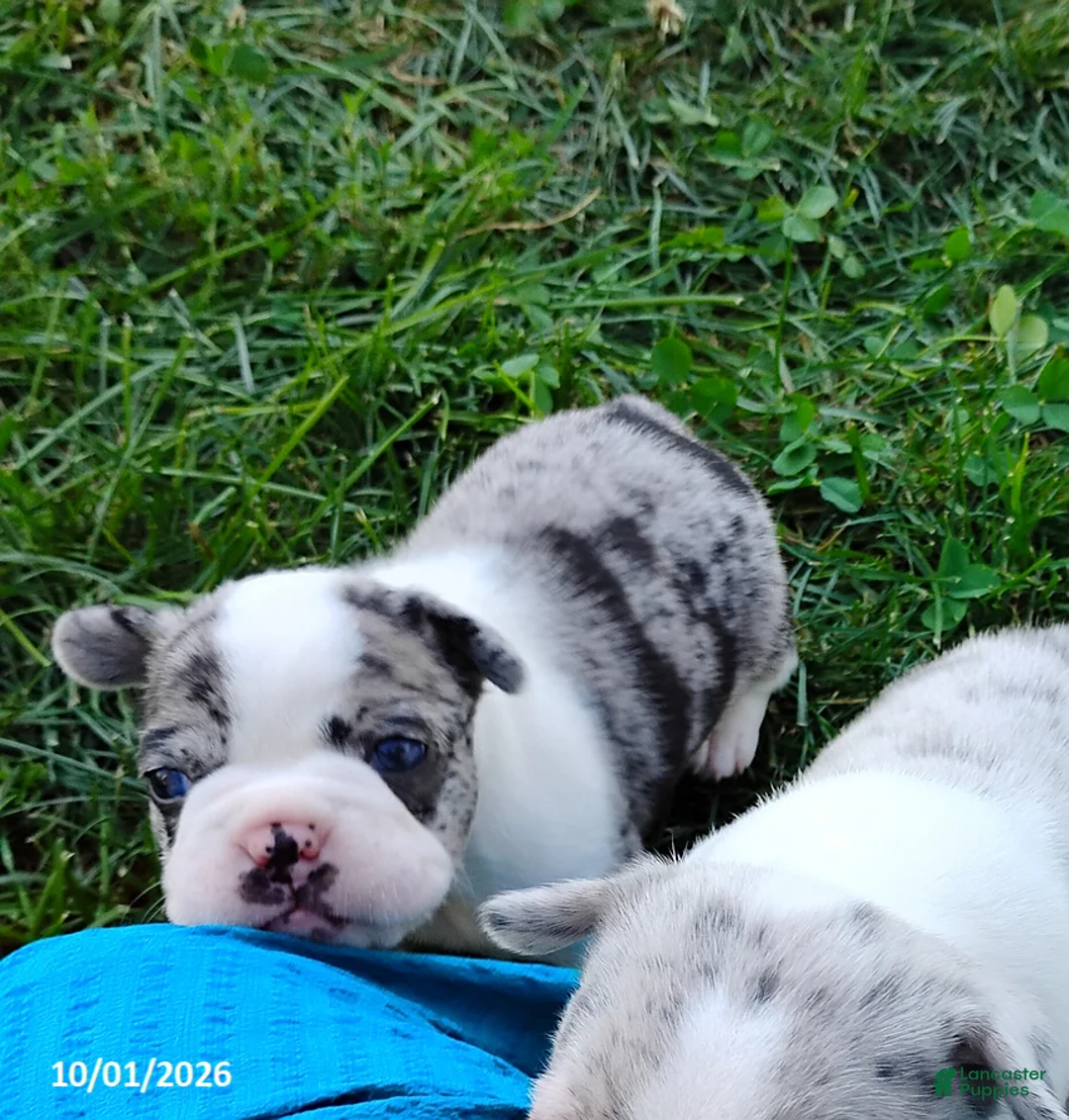 Boston Terrier dogs for sale: Rosalie - Ad 2