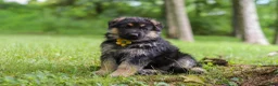 German Shepherd dogs for sale: German Shepherd 3 - Ad 4