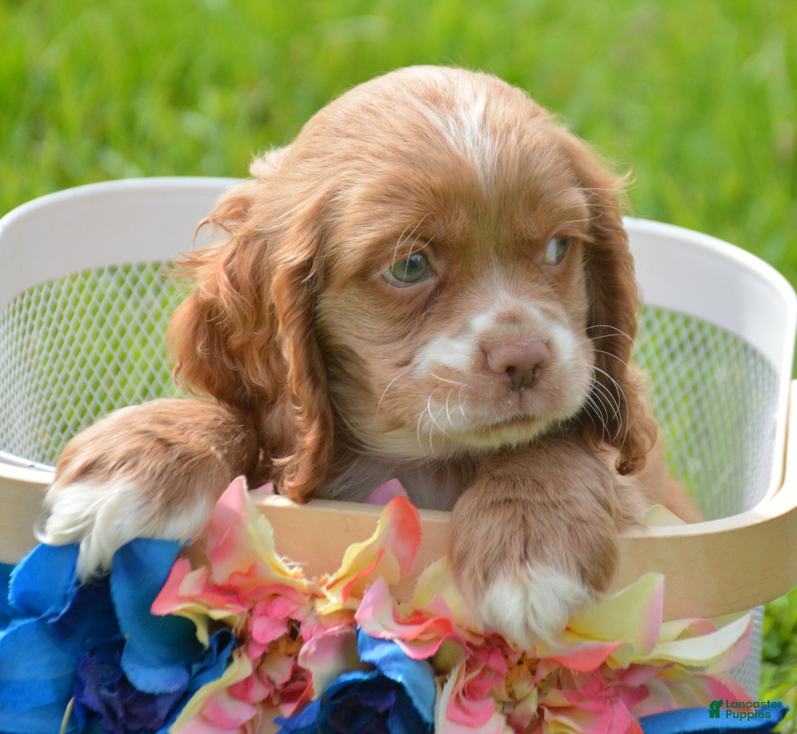 Cockapoo dogs Cockapoo Charlie - Ad 30