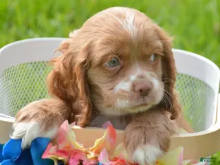 Cockapoo dogs Cockapoo Charlie - Ad 30