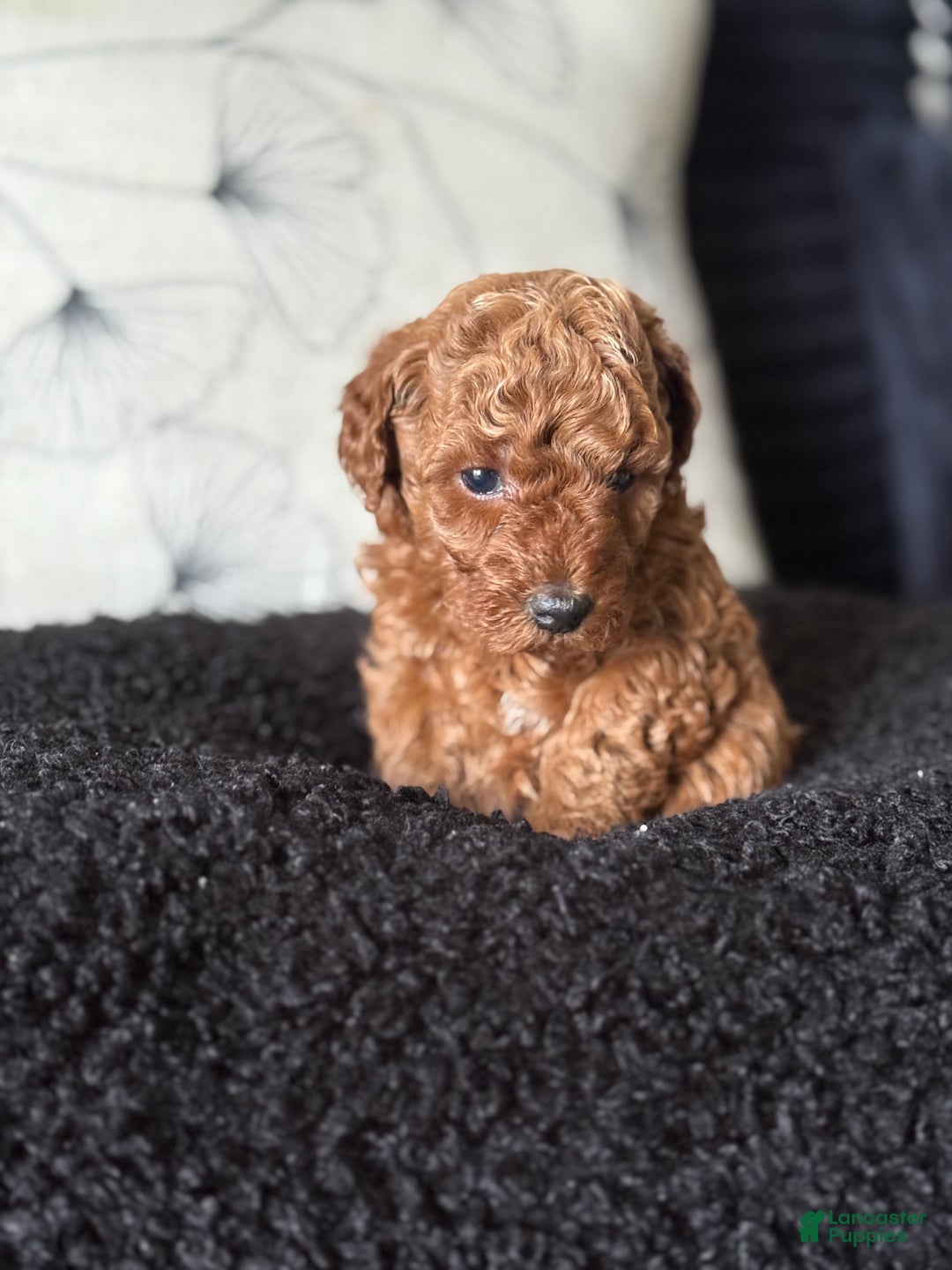 Toy Poodle dogs for sale: Toy Poodle Puppy 2 - Ad 2