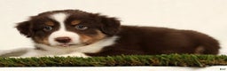 Miniature Australian Shepherd dogs for sale: Dallas - Ad 6