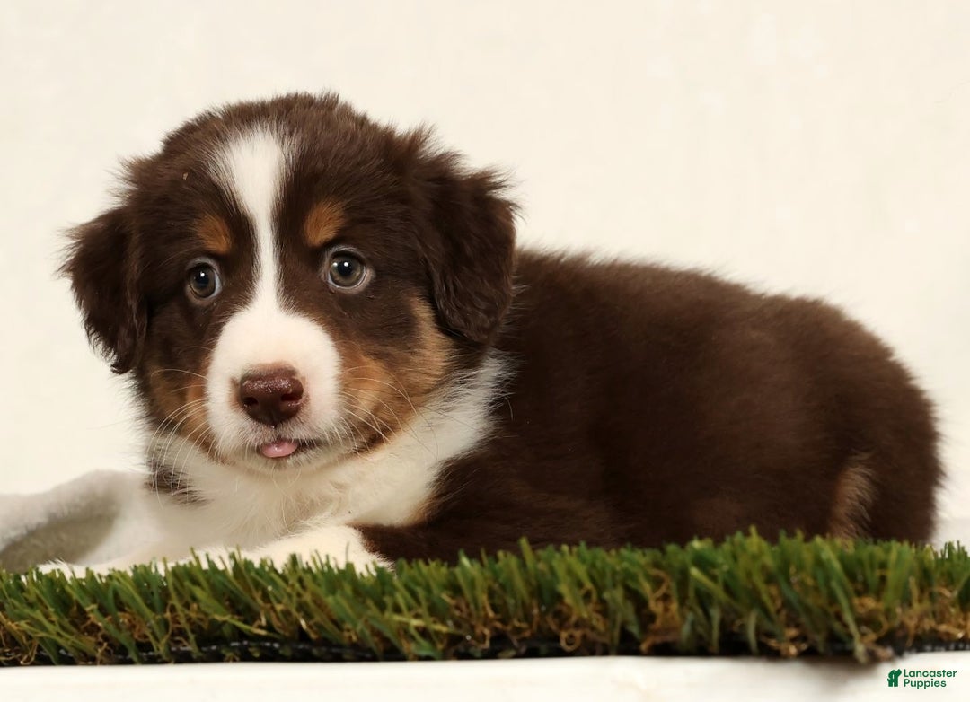 Miniature Australian Shepherd dogs for sale: Dallas - Ad 6