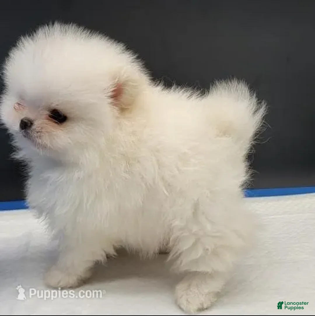 Pomeranian dogs for sale: Pomeranian Puppy 1 - Ad 3