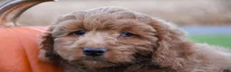 Cockapoo dogs for sale: Pickle - Ad 3