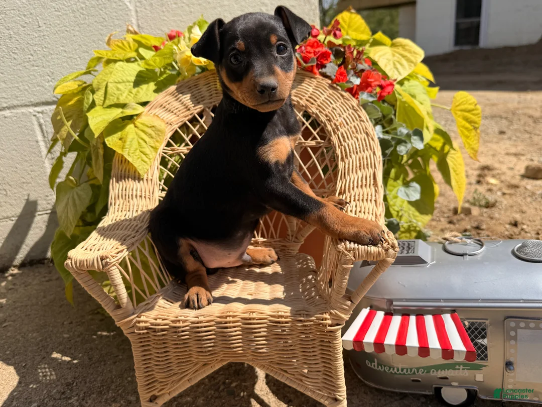Miniature Pinscher dogs for sale: Jalepeno  - Ad 1