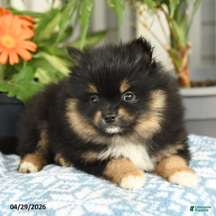 Pomeranian dogs for sale: Sasha - Ad 2