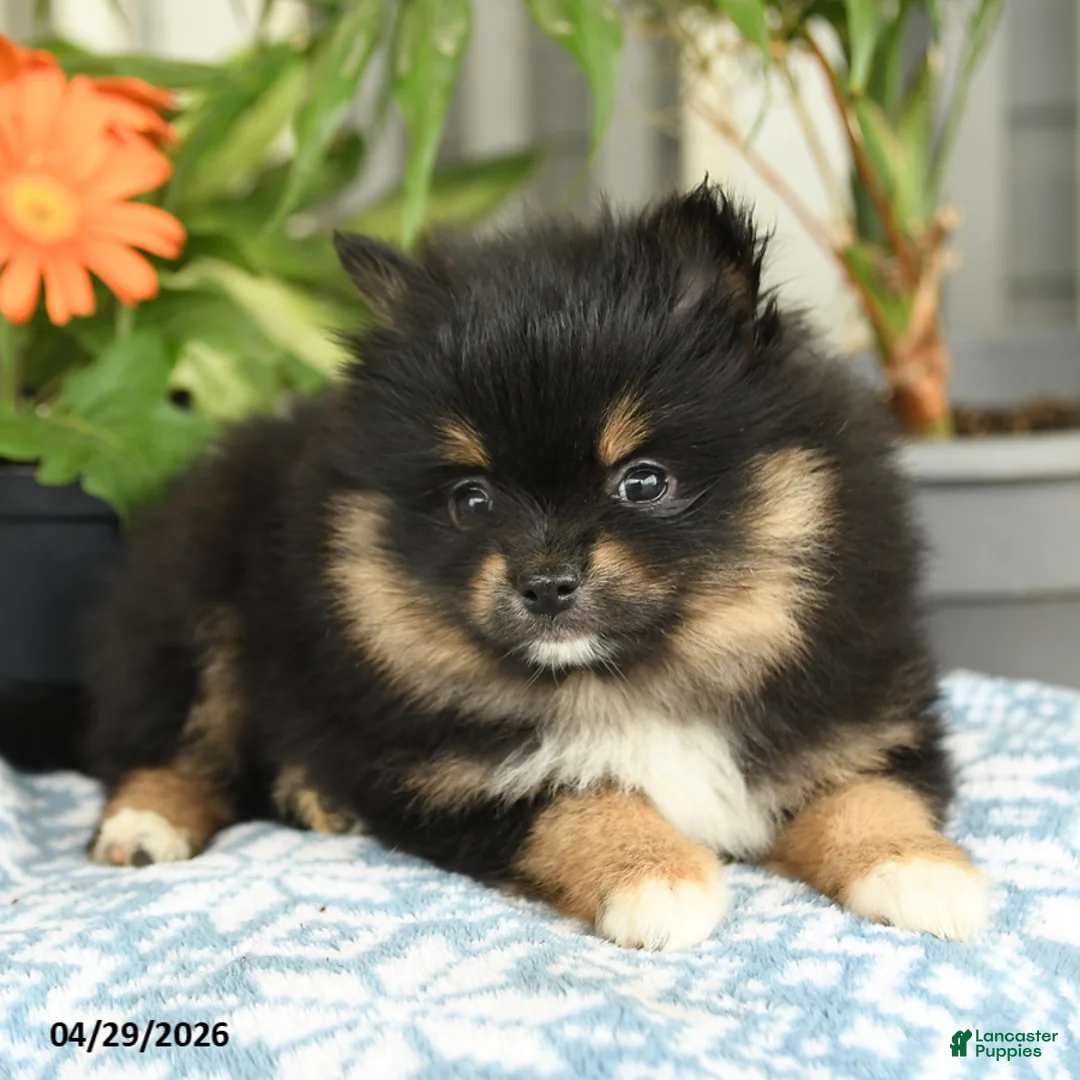 Pomeranian dogs for sale: Sasha - Ad 1