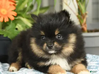 Pomeranian dogs for sale: Sasha - Ad 2