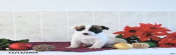 Jack Russell Terrier dogs for sale: Brently - Ad 10