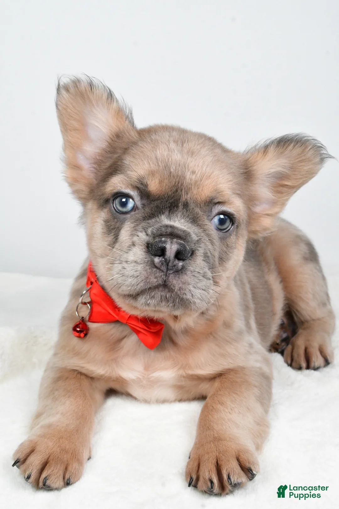 French Bulldog dogs for sale: Chester - Ad 4