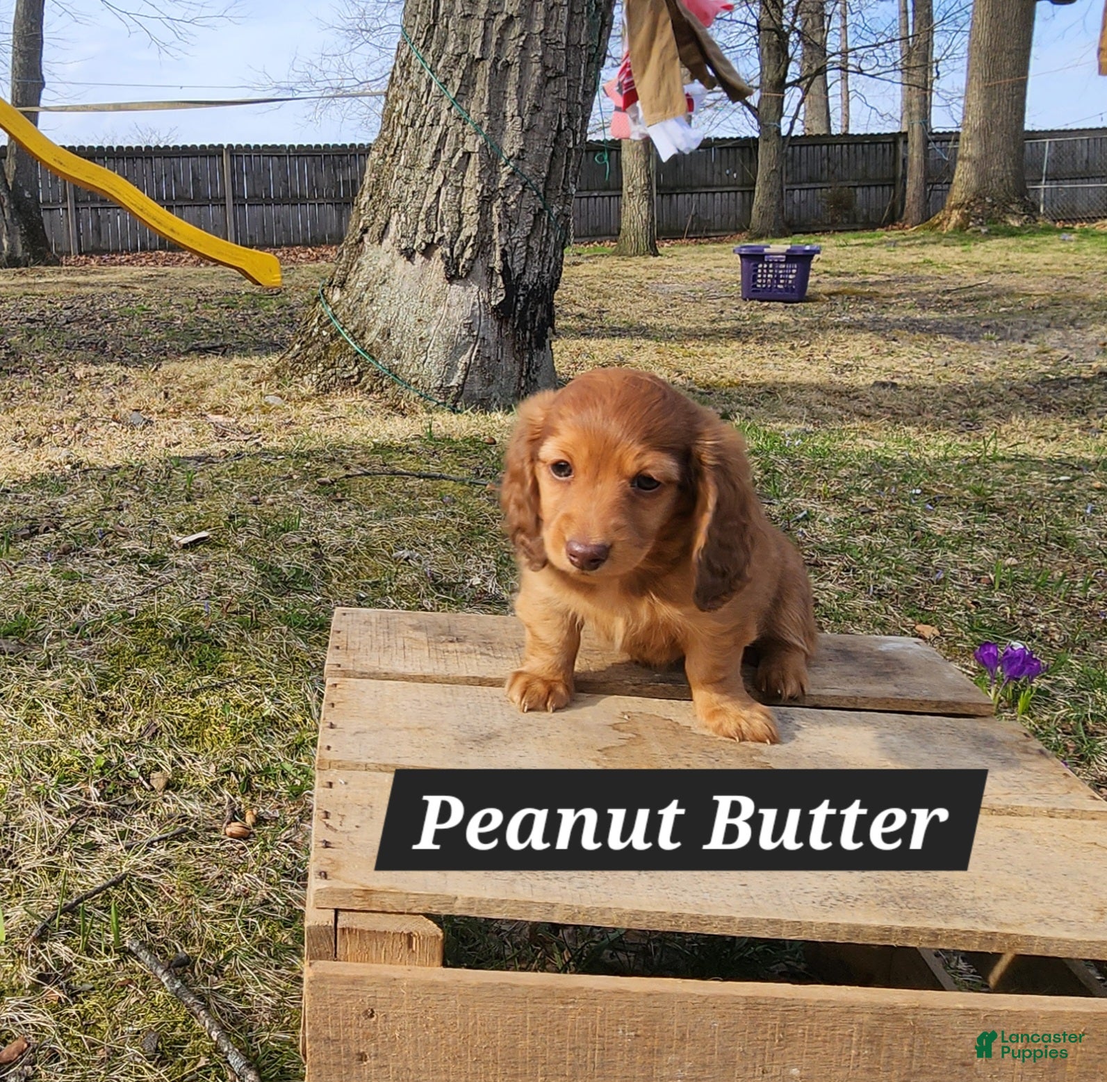 Miniature Dachshund dogs Peanut Butter - Ad 2