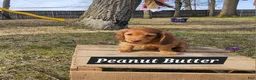Miniature Dachshund dogs for sale: Peanut Butter - Ad 2