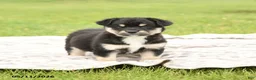Mixed Breed dogs for sale: Nova - Ad 3
