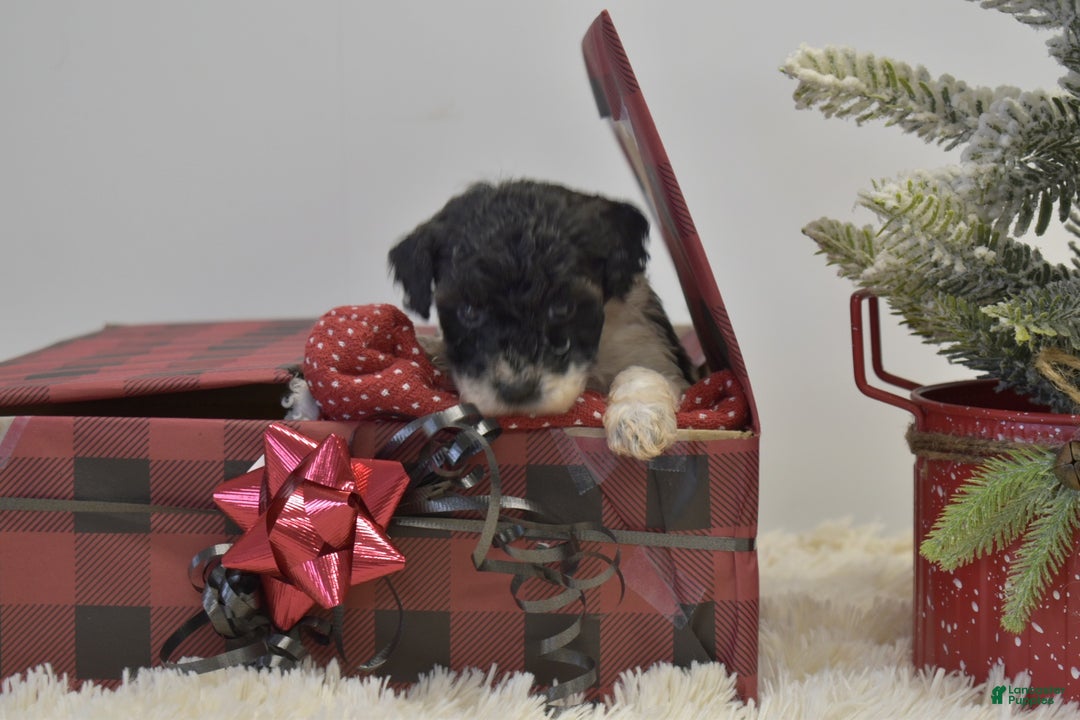 Miniature Poodle dogs for sale: Mylah - Ad 10