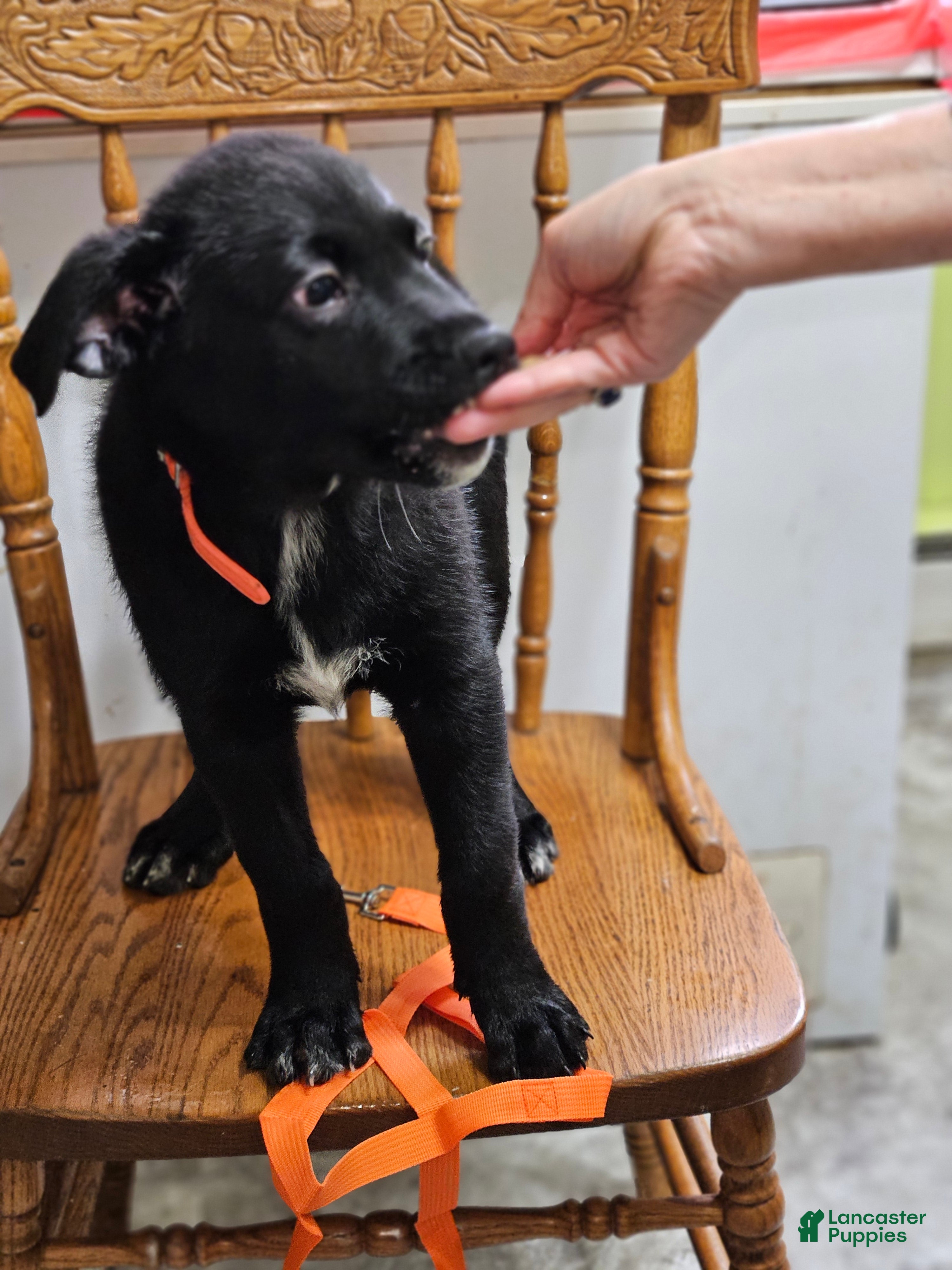 Mixed Breed dogs  Puppy 1 Orange - Ad 6