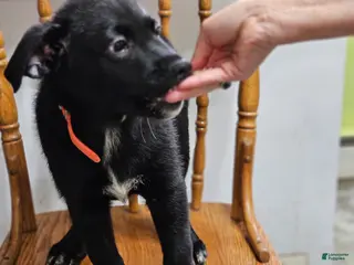 Mixed Breed dogs Puppy 1 Orange - Ad 12